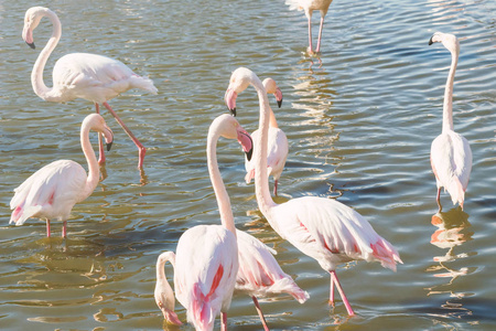 在自然环境中，成群的粉红色火烈鸟在水中行走