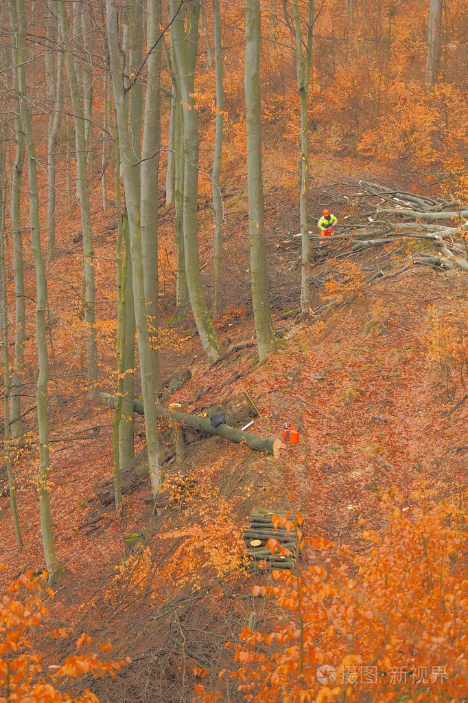 伐木工人在森林里砍树