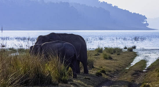 印度大象Elephas Maximus Indicus，背景是吉姆科贝特国家公园印度，有Ramganga水库。