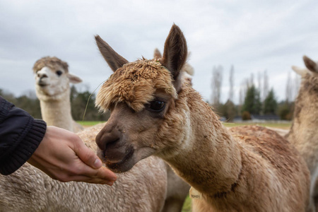 阴天时,女孩在农场里用手把食物喂给羊驼.照片