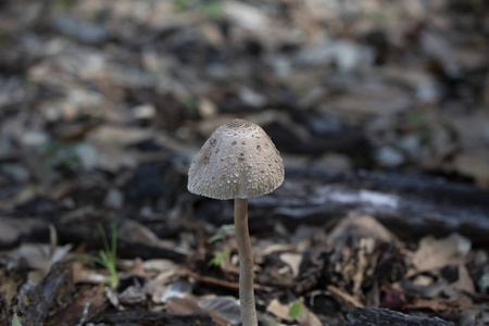 一个野生蘑菇生长在院子里，上面散落着落叶