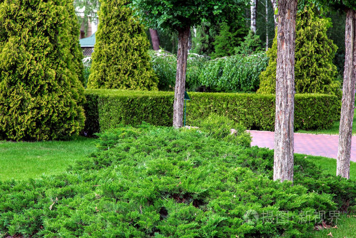 花园,有常绿的苏亚灌木修剪和松树的树干.