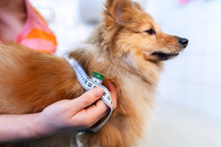 用卷尺测量狗的腹围照片