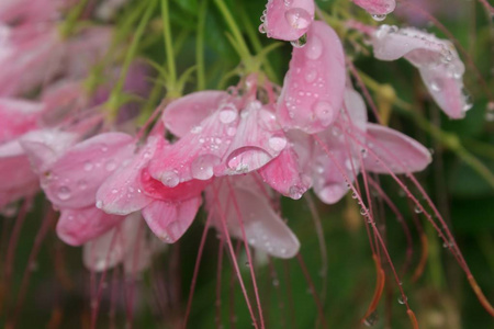 水滴在粉红色的花上