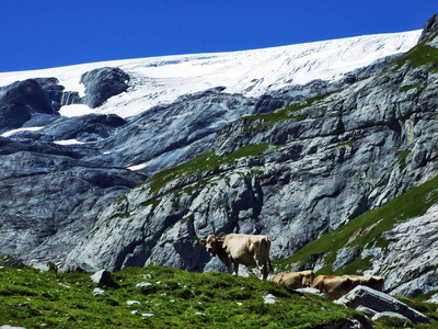 瑞士圣加伦州格勒勒罗斯阿尔卑斯山山脉的克拉里登和沃德勒斯皮萨尔皮利斯托克峰下的冰川克拉里登菲林