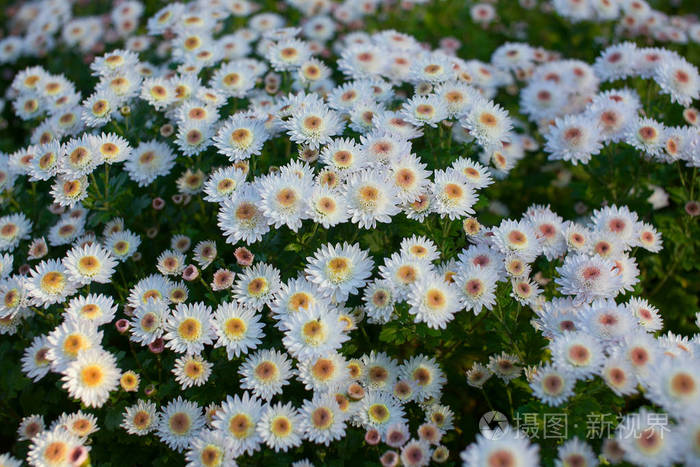 秋天花园里的白色菊花