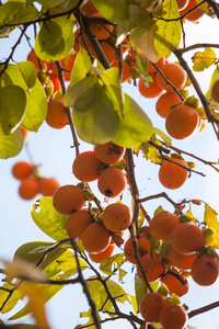 成熟的柿子果实在树枝上。