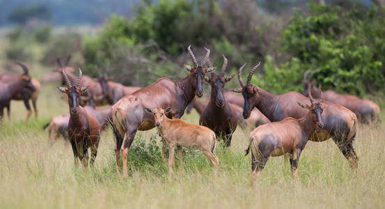 非洲科克斯哈尔特贝斯特羚羊的风景