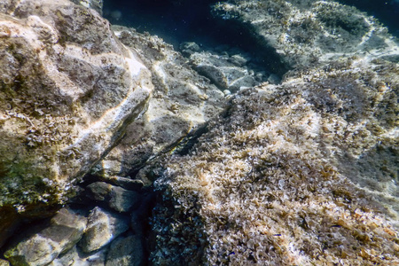 海洋生物水下岩石阳光水下生命。