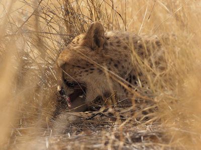 纳米比亚萨凡纳的猎豹