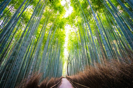 日本京都山森林竹林的美丽景观图片