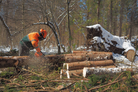 一个专业的伐木工人准备木材图片