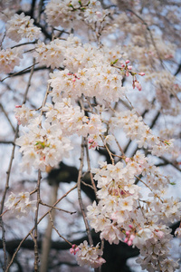 白色樱花的枝条。