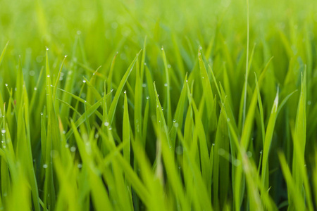 美丽的绿色稻田背景选择焦点。