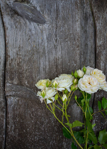 木质表面美丽柔和的白玫瑰