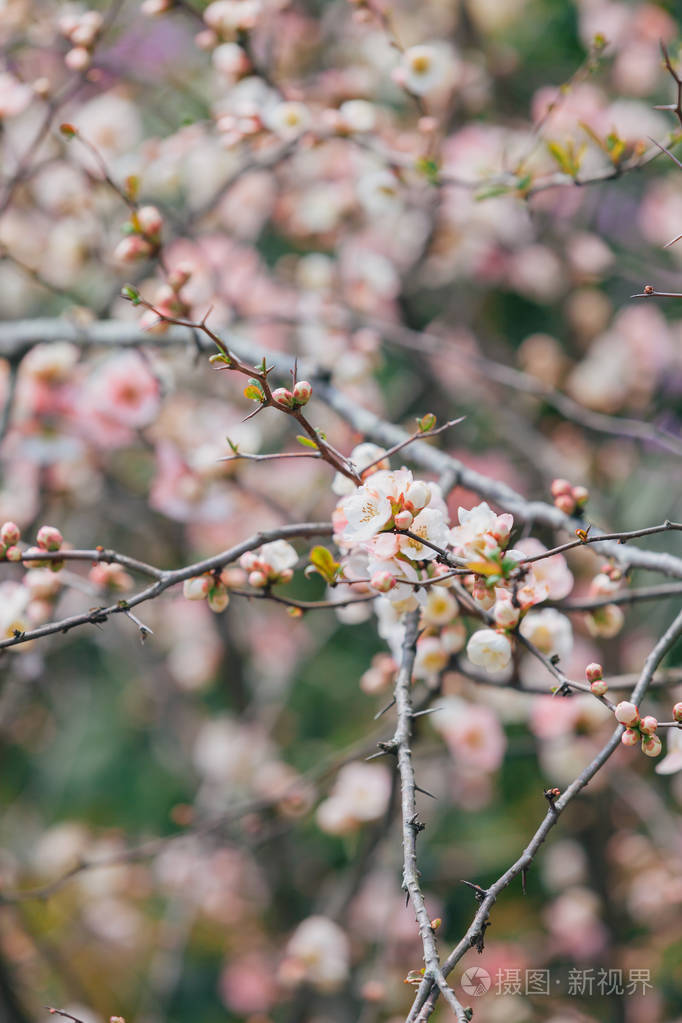 白色樱花的枝条