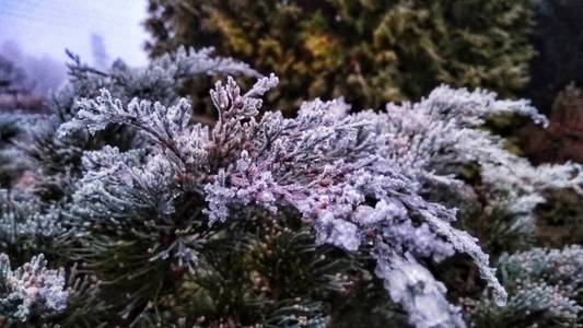 晨霜的背景下的黎明光线和覆盖冬针的积雪