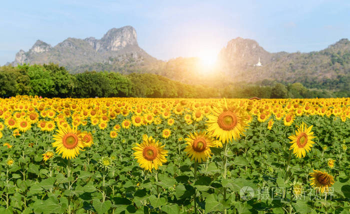 罗普布里省日出的向日葵花田 美丽的花田概念照片 正版商用图片16jemt 摄图新视界