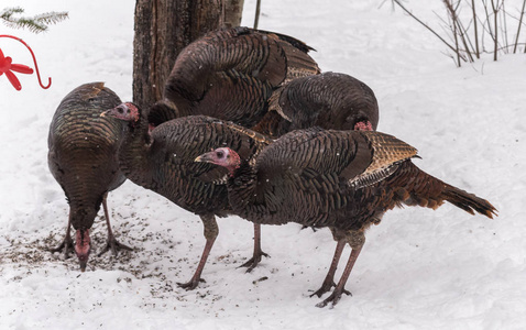 野生火鸡男图片
