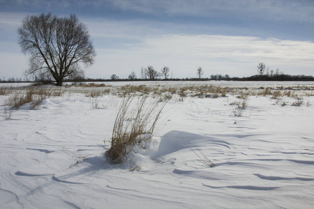 草地上的一个雪沙丘和一棵树图片
