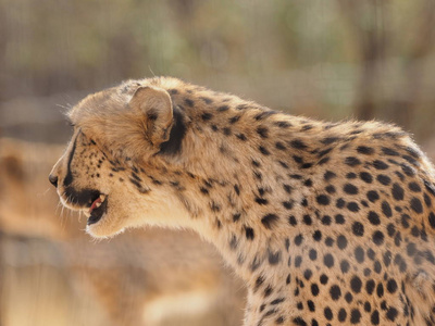 纳米比亚萨凡纳的猎豹