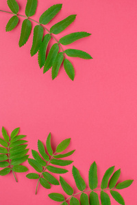 创意平面布局顶部视图模式与新鲜绿色罗旺树叶在明亮的粉红色背景与复制空间在最小的二通流行艺术风格框架模板文本。