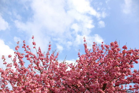 把盛开的粉红色花朵贴在树枝上，映衬着蓝天和云彩