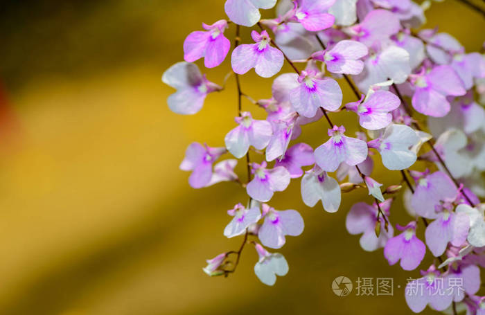 淡紫蓝花兰