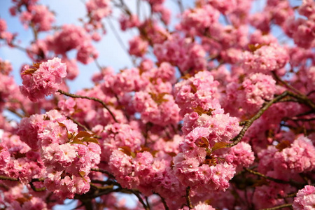 在树枝上开粉红色的花