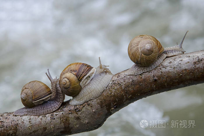 三只蜗牛沿着树枝爬行互相超车追求目标