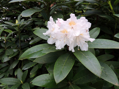 盛开的杜鹃花春季四月