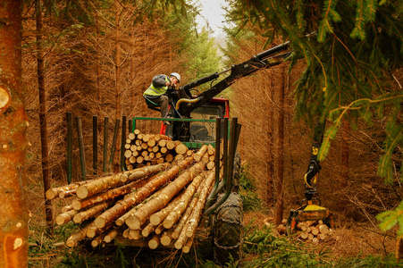 运输木材图片