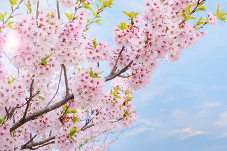 日本北川北川北川公园樱花盛开