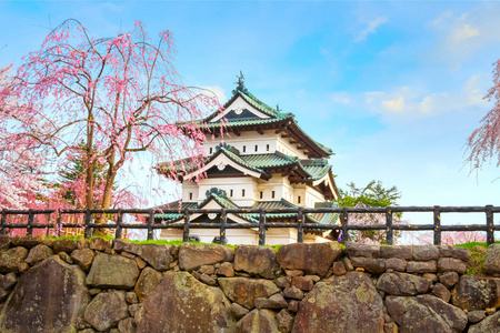 樱花盛开樱花樱花盛开在平崎公园的平崎城堡，是东北地区和日本最美丽的樱花点之一