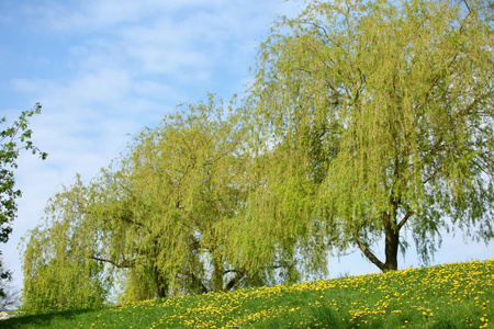 黄色的蒲公英花生长在公园草地上，有树