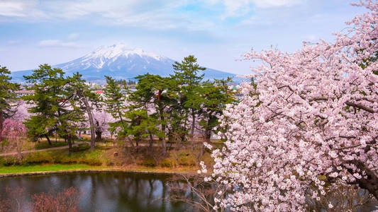 mt. 大阪樱花盛开的岩崎，是东北地区和日本最美丽的樱花园之一