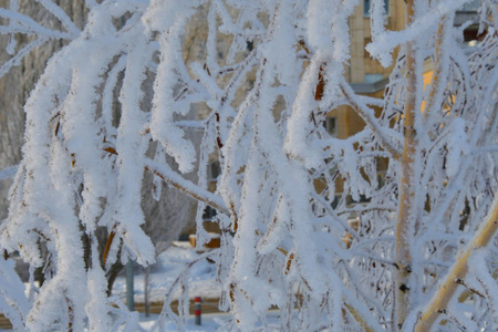 冬天的树木覆盖着雪和霜