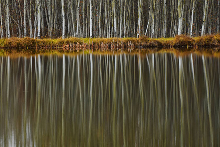 一幅高大的白杨树倒映在平静的湖水上的画面.照片