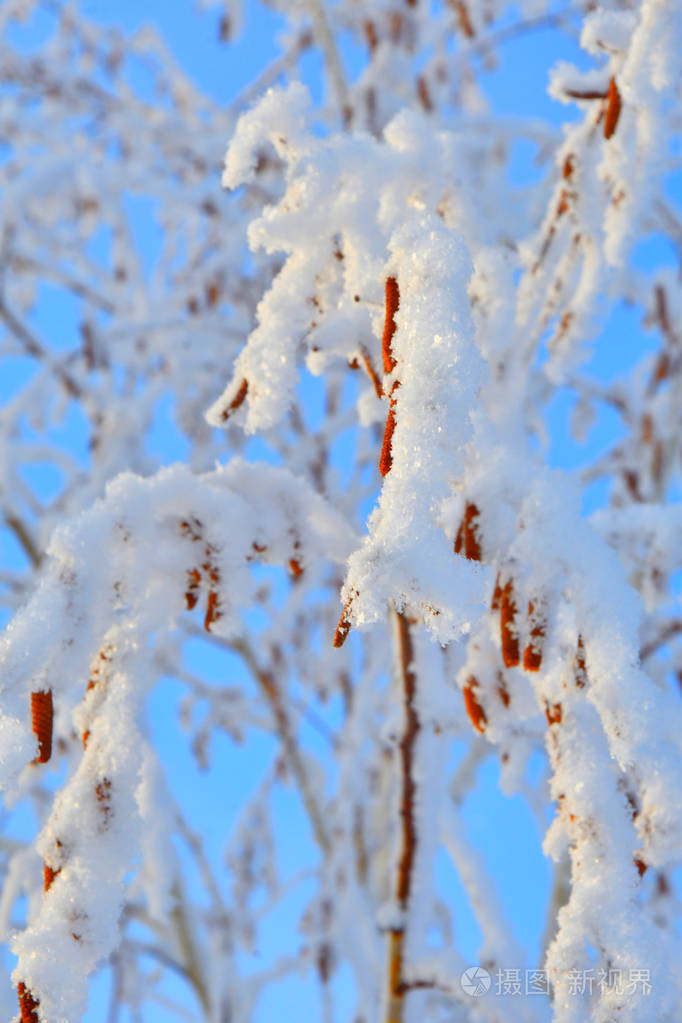 冬天的树木覆盖着雪和霜