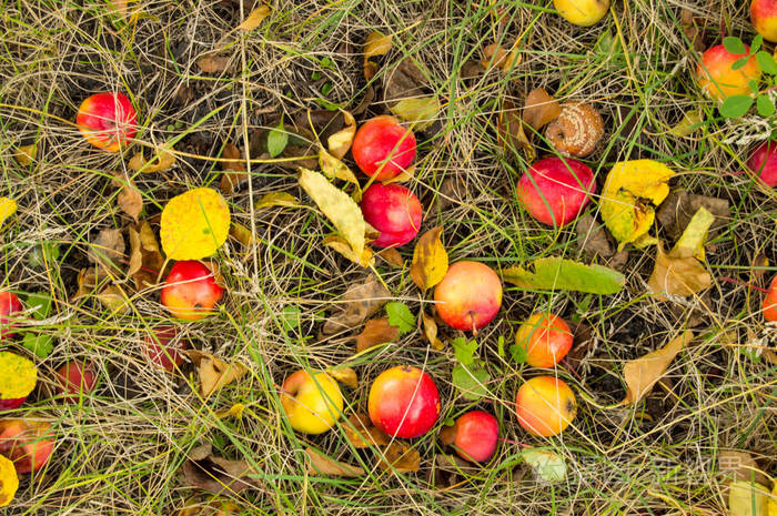 大丰收的苹果成熟的苹果从树上掉下来躺在草地上秋天的背景