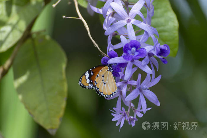 关闭紫色花圈砂纸藤蔓花背景 花瓣上有蝴蝶 照片 正版商用图片16juad 摄图新视界 关闭紫色花圈砂纸藤蔓花背景 花瓣上有蝴蝶 照片 正版商用图片16juad 摄图新视界