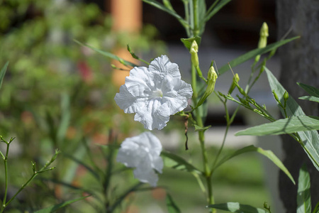 s Wild Petunia, Mexican Bluebell, Mexican Petunia flower. Ruell