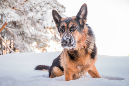 德国牧羊犬在冬日，白雪环绕