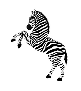 斑马有后腿。 野生动物的质地。 条纹黑白。 在白色背景上隔离的矢量插图。