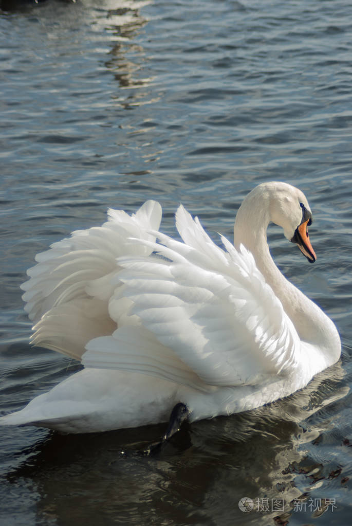 哑巴天鹅表现出求爱行为,炫耀翅膀和羽毛,同时游泳在加斯帕帕斯湖的