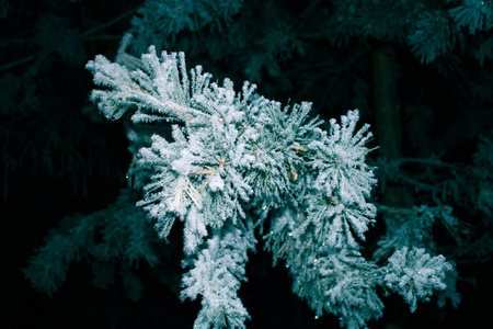 一棵松树的枝条，夜间覆盖着雪霜。闪光