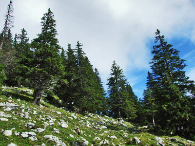 Alpstein山区块石和岩石瑞士阿彭策尔内罗登州