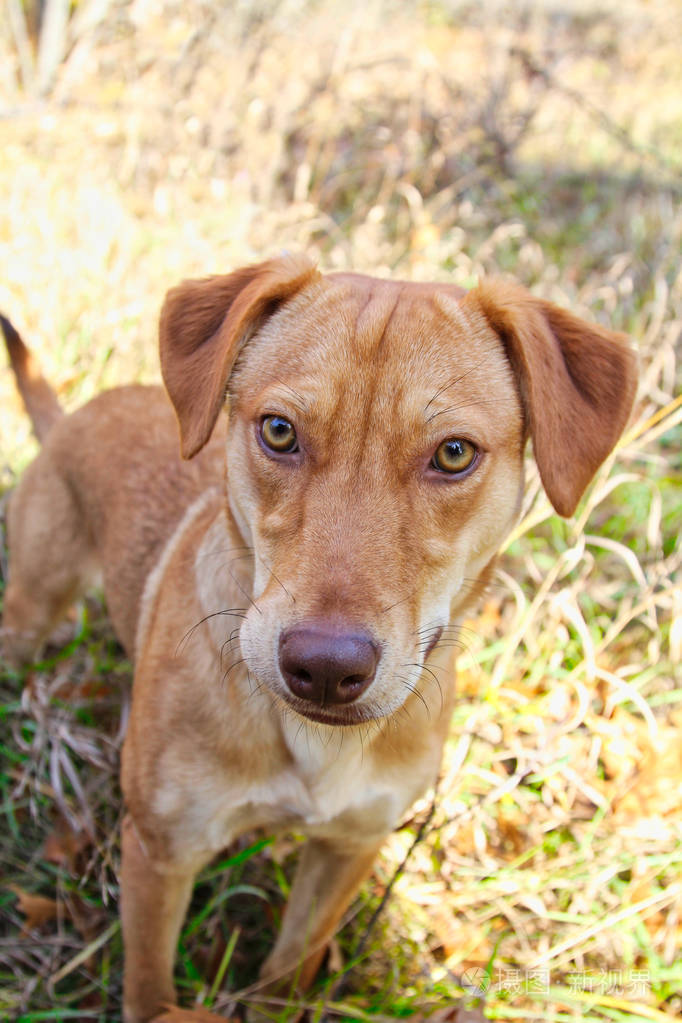 猎狗在草地上等着