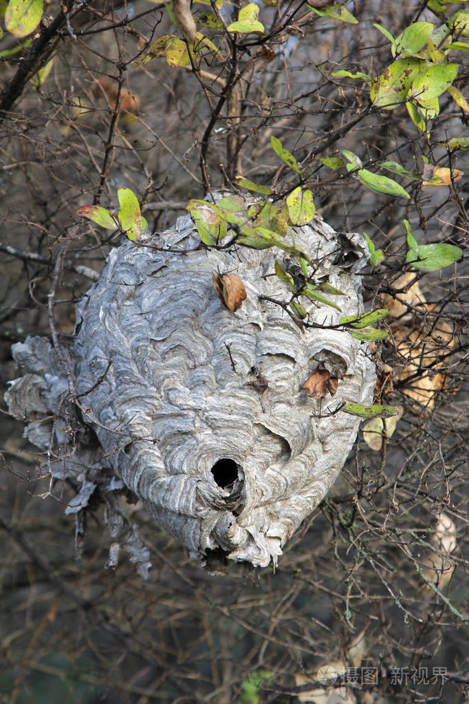 树上挂着一个大黄蜂窝的正面景色