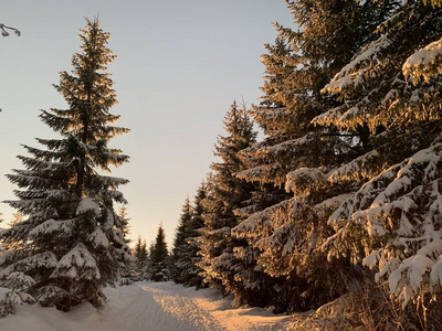 冬天背景雪覆盖了冷杉树在山